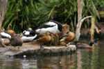 Sydney, 24th January 2014 - Taronga Zoo, Circular Quay