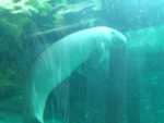 Sydney, 27th January 2014 - Sydney Aquarium, Madame Tussauds and a walk to Luna Park