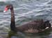 Swans at Herdsman Lake, Western Australia -  4 of 12