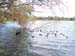 Swans at Herdsman Lake, Western Australia -  5 of 12