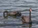 Swans at Herdsman Lake, Western Australia