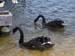 Swans at Herdsman Lake, Western Australia