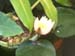 Water Lily blooms -  1 of 4