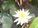 Water Lily blooms -  2 of 4
