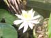 Water Lily blooms