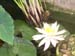 Water Lily blooms -  4 of 4
