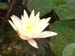 Water lily blooms -  1 of 4