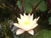 Water lily blooms -  2 of 4