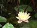 Water lily blooms -  3 of 4