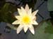 Water lily blooms -  4 of 4
