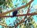 In my backyard I have a large gum tree and this kookaburra decided to visit.