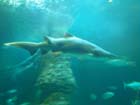 Dan Gaugin dives with Sharks at AQWA, Western Australia -  25 of 86