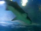 Dan Gaugin dives with Sharks at AQWA, Western Australia -  30 of 86