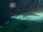 Dan Gaugin dives with Sharks at AQWA, Western Australia -  56 of 86