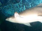 Dan Gaugin dives with Sharks at AQWA, Western Australia -  59 of 86