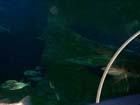 Dan Gaugin dives with Sharks at AQWA, Western Australia -  66 of 86