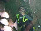 Dan Gaugin dives with Sharks at AQWA, Western Australia -  68 of 86