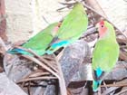 African Lovebird photos - Agapornis Rosecolis -  15 of 18