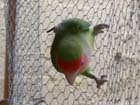 African Lovebird photos - Agapornis Rosecolis -  7 of 12