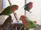 Photos of the African Lovebirds.