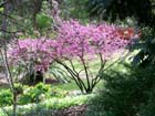 Araluen Botanical Park -  59 of 71