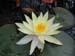 Water Lily flowers -  1 of 9