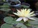 Water Lily flowers -  2 of 9
