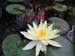 Water Lily flowers -  3 of 9