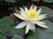 Water Lily flowers -  4 of 9