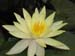 Water Lily flowers -  7 of 9