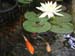 Water Lily flowers -  8 of 9