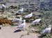 Seagulls on the beach -  5 of 12