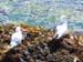Seagulls on the beach -  7 of 12