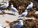 Seagulls on the beach -  11 of 12