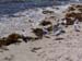 Seagulls on the beach -  12 of 12