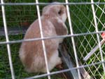 Photos of the rabbits