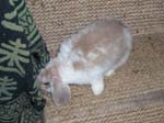 Photos of the rabbits