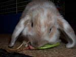 More photos of our rabbit. -  3 of 81