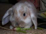 More photos of our rabbit. -  6 of 81