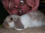 More photos of our rabbit. -  8 of 81