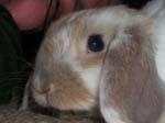 More photos of our rabbit.