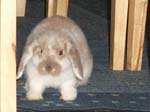 More photos of our rabbit. -  13 of 81
