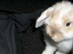 More photos of our rabbit. -  24 of 81