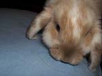More photos of our rabbit. -  38 of 81