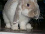 More photos of our rabbit. -  42 of 81