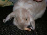 More photos of our rabbit. -  43 of 81