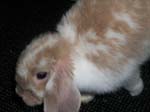 More photos of our rabbit. -  52 of 81