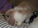 More photos of our rabbit. -  64 of 81
