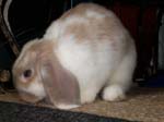 More photos of our rabbit. -  71 of 81