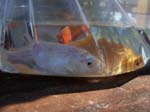 Pictures of the new Koi. -  10 of 30